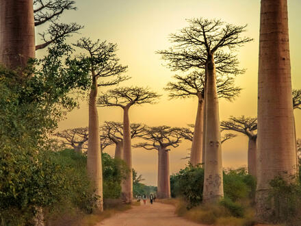 17 Tage Erlebnisreisen Madagaskar: Die Insel der Lemuren und Baobabs Unkategorisiert online kaufen