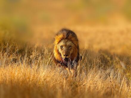 34 Tage Kreuzfahrten Transafrika: Kreuzfahrt von Durban bis Venedig inkl. Südafrika-Rundreise Unkategorisiert online kaufen