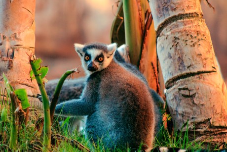 Rundreisen Madagaskar: Individuelle Rundreise ab/an Antananarivo: Wildes Madagaskar Unkategorisiert online kaufen